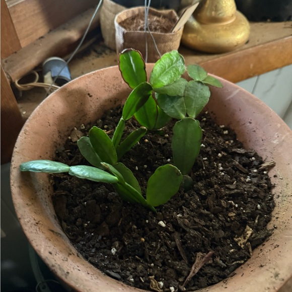 Live plants! Beautiful Cuttings Variety 5 healthy Miscellaneous unrooted - Picture 11 of 11